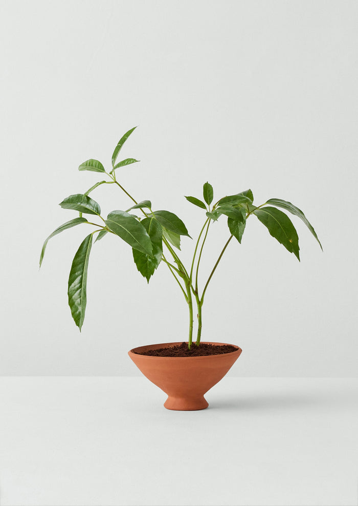Willow Pottery Footed Terracotta Planter | Terracotta